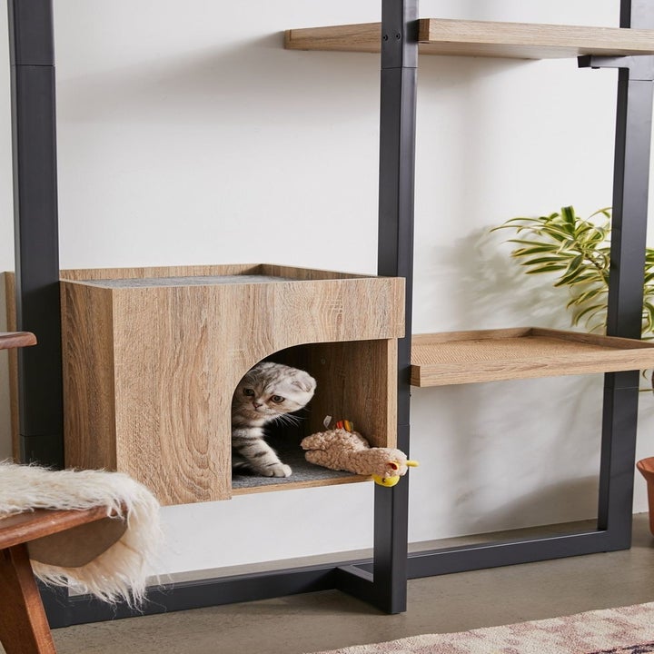 a cat inside of one of the wooden shelves
