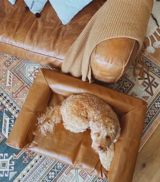 a medium sized dog lounges on a brown leather dog couch