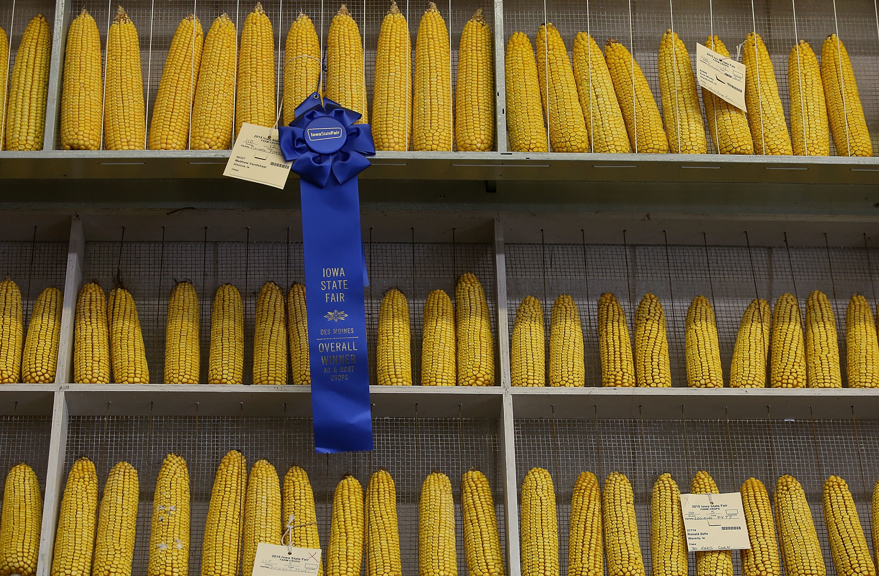 Rows of corn are seen behind a blue ribbon award at the Iowa State Fair