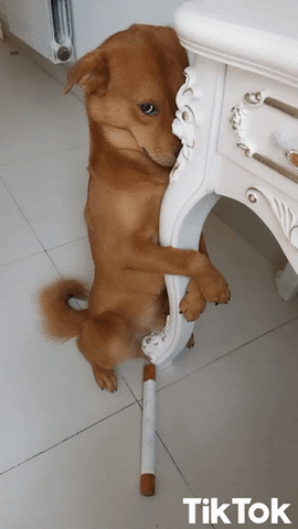 A dog wraps its arms around the leg of a table.