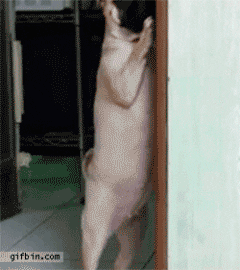 A dog on its hind legs inches out of sight behind a wall.