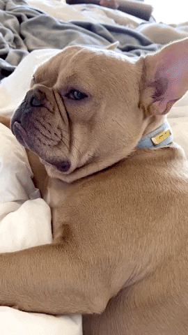 A dog gives side eye as someone pets it slowly.
