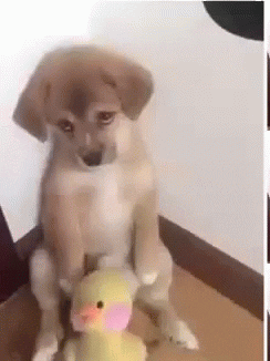 A sad dogs with a stuffed toy sits upright and alone in a corner.