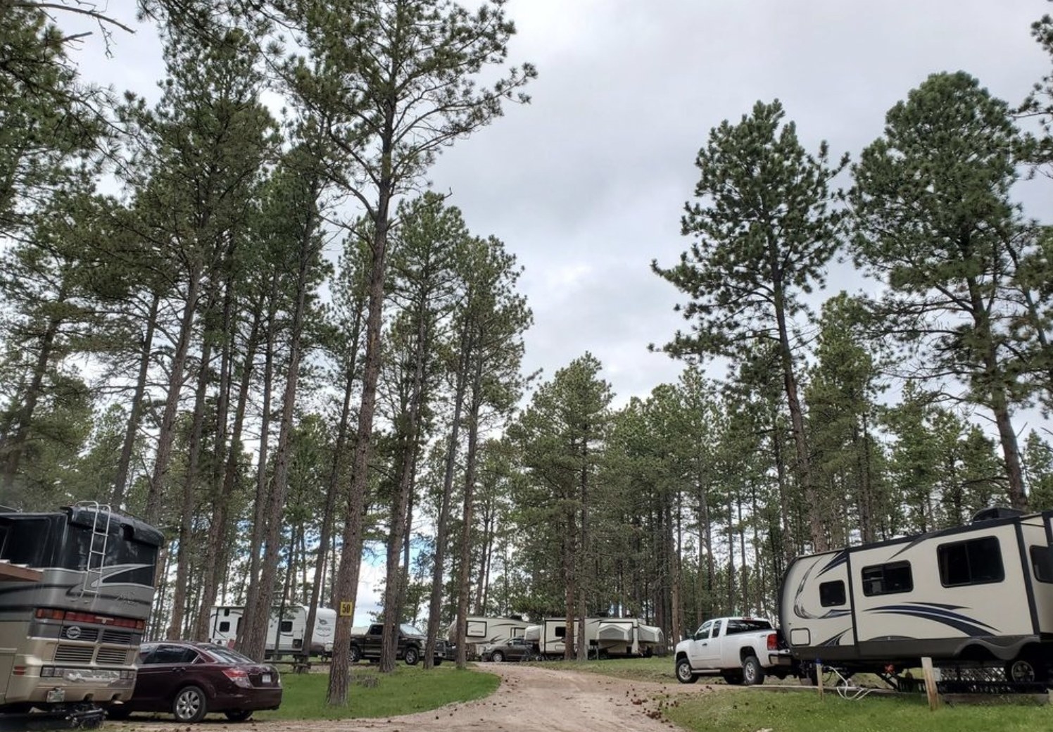 RVs parked under the trees