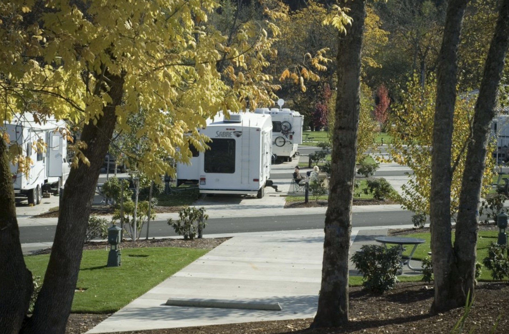 RVs parked in spaces under trees