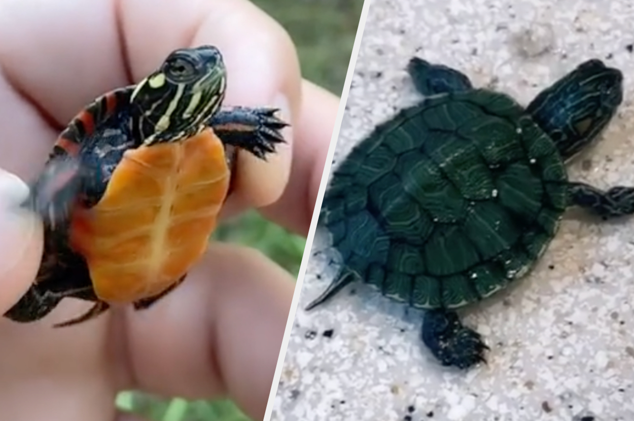 These Tiny Turtles Are Potentially The Cutest Critters You Will