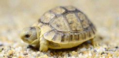 A small turtle moves slowly across gravel
