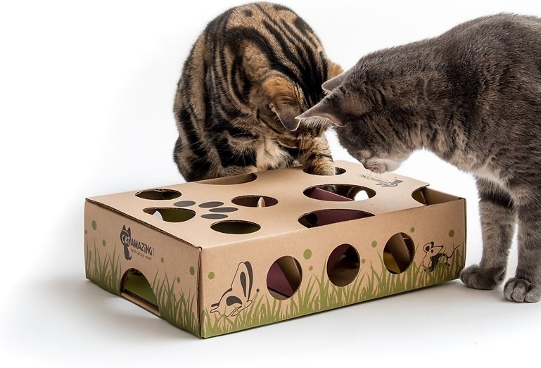 two cats playing with the cardboard puzzle maze