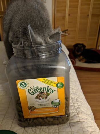 a reviewer's cat with their head stuck in a tub of greenies