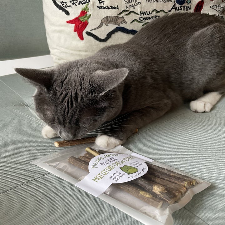 a buzzfeed editor's cat smelling the chew stick