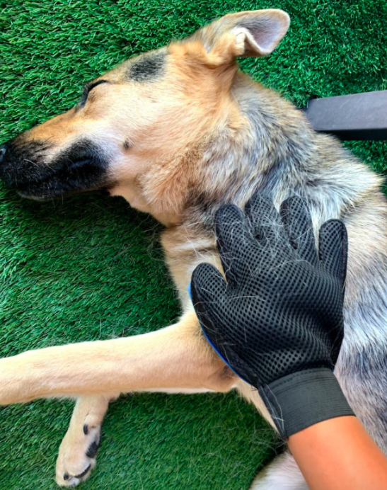 A customer review photo of them using the glove to brush their relaxed dog