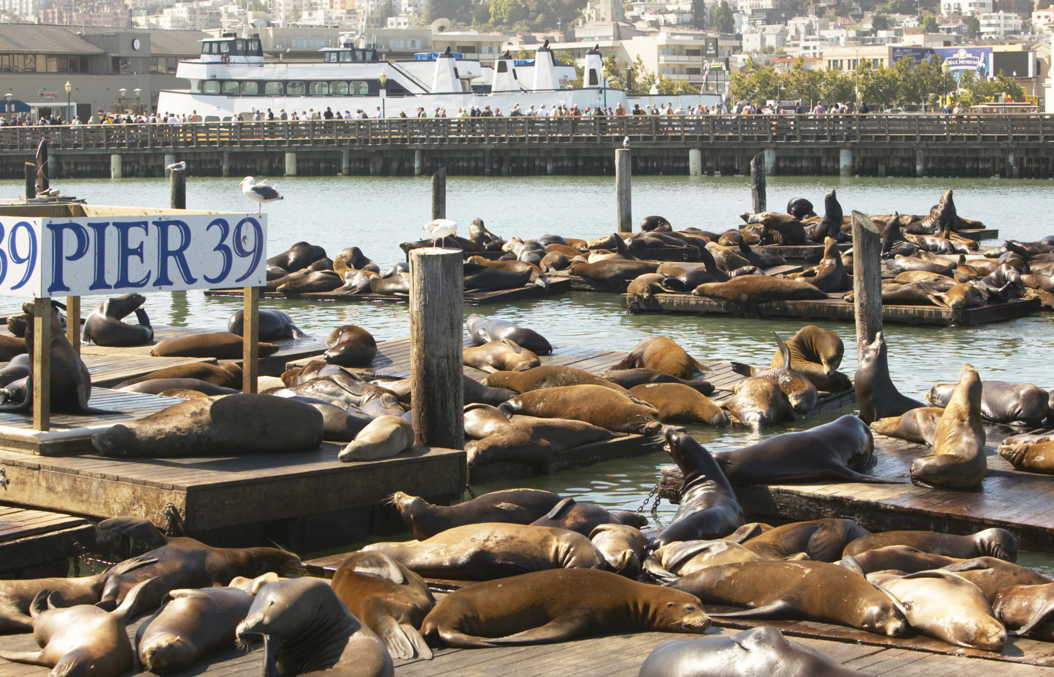 Sea lions at Pier 39 in San Francisco.