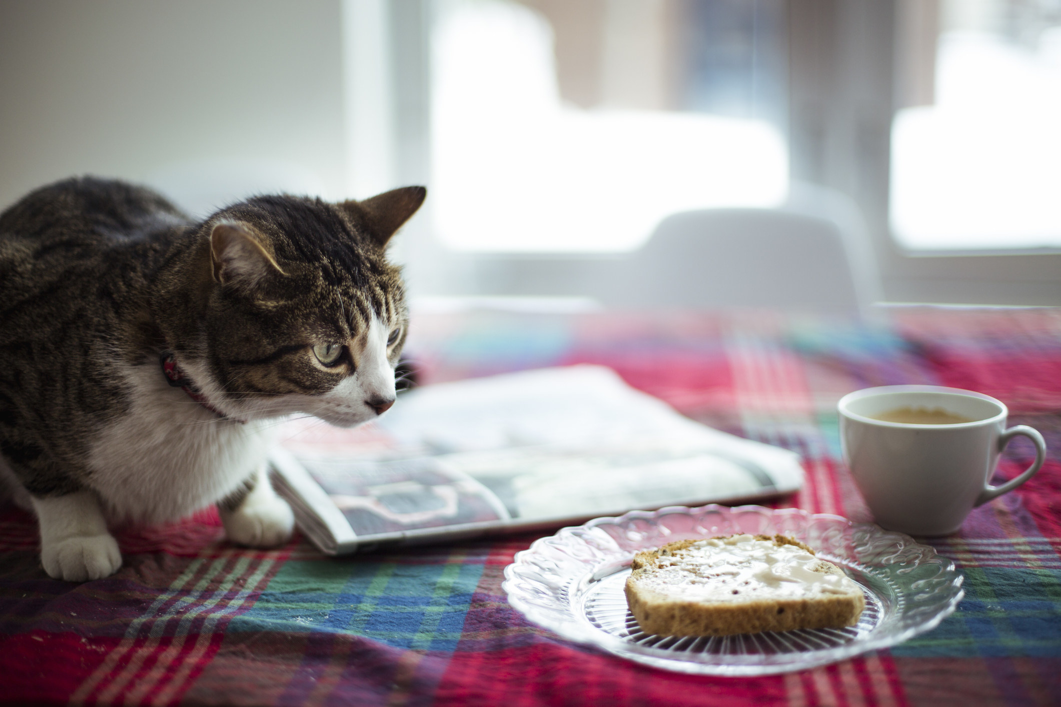 A cat looks at a piece of buttered toast