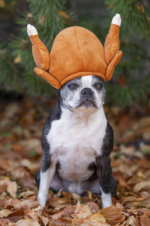 Dog sales turkey hat