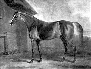 the horse in question