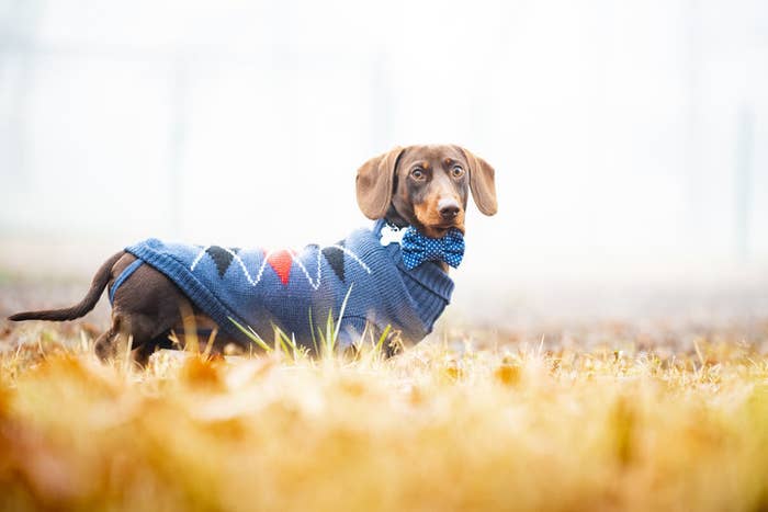 a weiner dog wearing an argyle sweater and matching bow tie