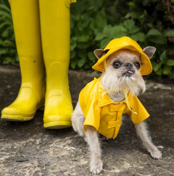 small dog wearing a raincoat and matching hat