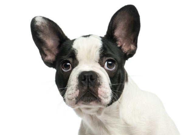 Which Look-alike Dog Breeds Do You Prefer?