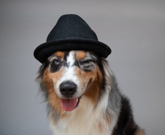 A winking dog wearing a fedora