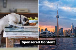 pug sniffing at pastry and toronto skyline