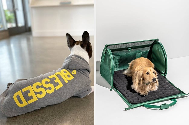 left: a Boston terrier wearing a gray sweatshirt that says "Blessed." right: a long-haired dachshund in a green travel carrier