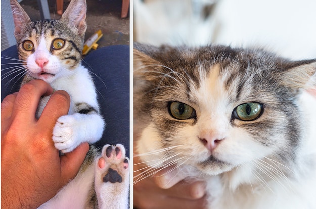 How BuzzFeed rode cute cat videos to $100 million