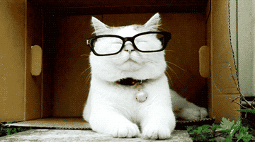 A gif of a kitten wearing reading glasses