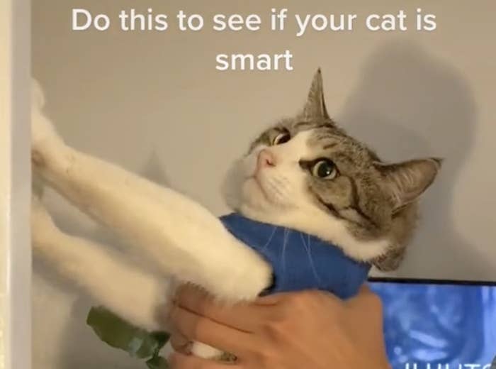 People On Tiktok Tried To Test Their Cats' Intelligence, And It Was Both  Sweet And Hilarious