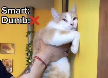 A cat smushes its body against a yellow wall