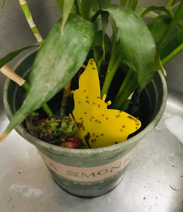 Reviewer photo of a yellow butterfly shaped sticky trap stuck in a potted plant