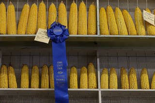 Rows of corn are seen behind a blue ribbon award at the Iowa State Fair
