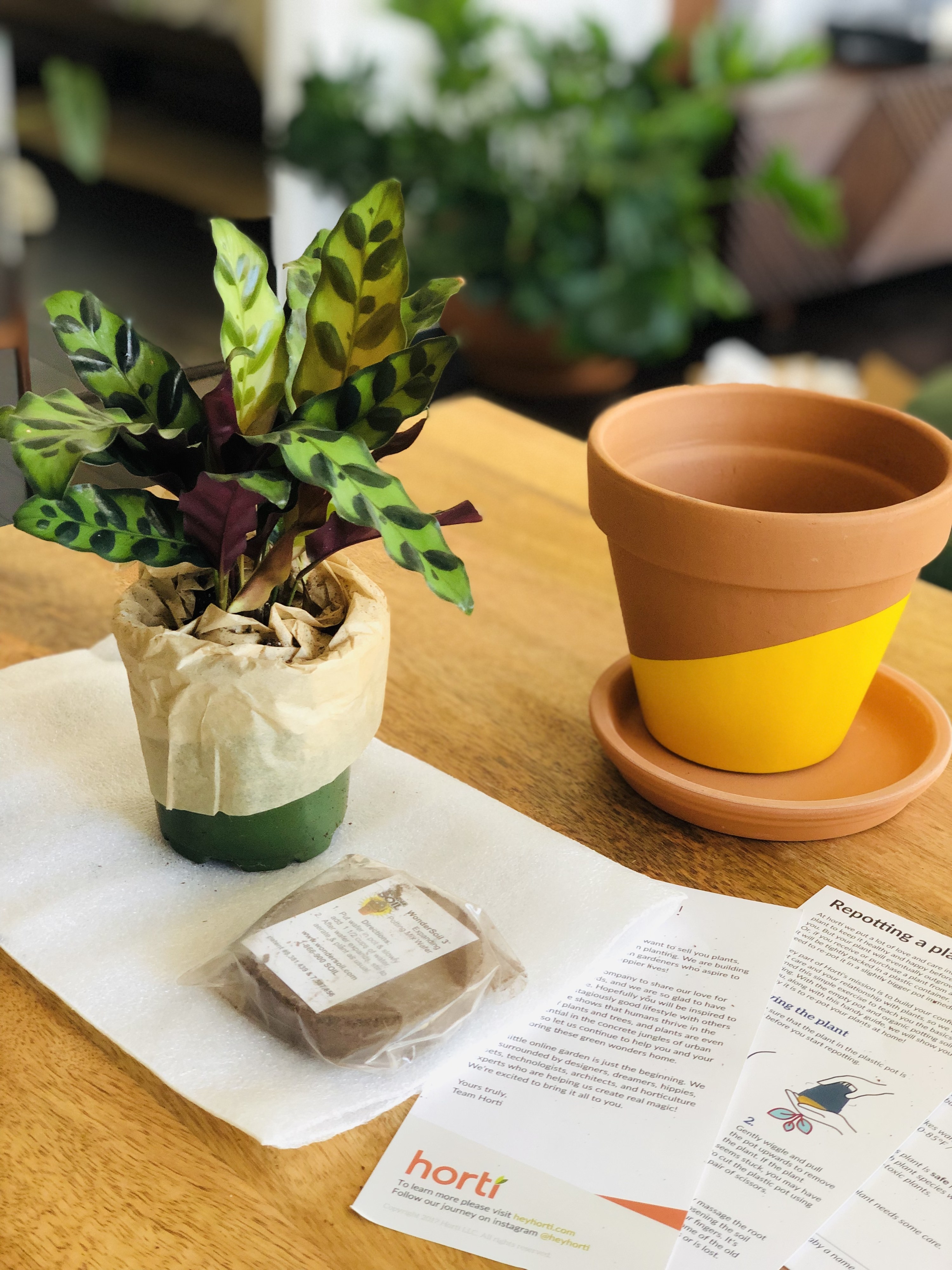 The plant, pot, and care guide