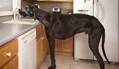 Zeus, a great dane, the largest dog in the world