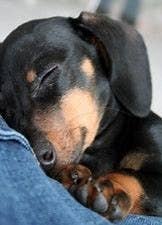 a cute dachshund sleeping! (Sorry, I&#x27;m obsessed with dachshunds)