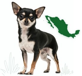 Chihuahua, worlds smallest dog