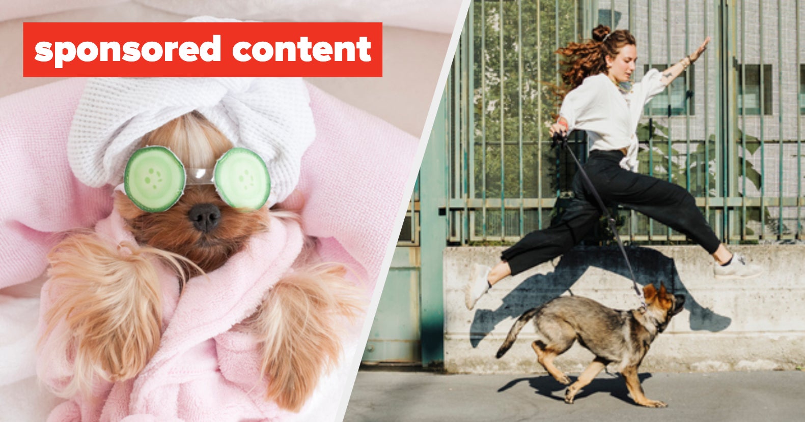 Spend A Day With Your Dog Quiz