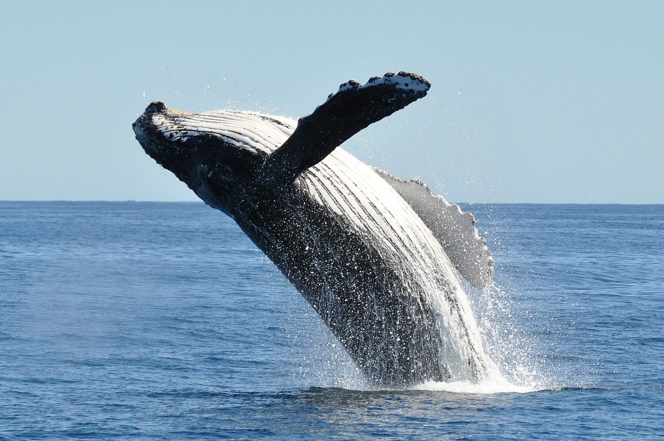 A whale leaping out of the sea