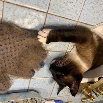 Cat next to glove absolutely full of fur