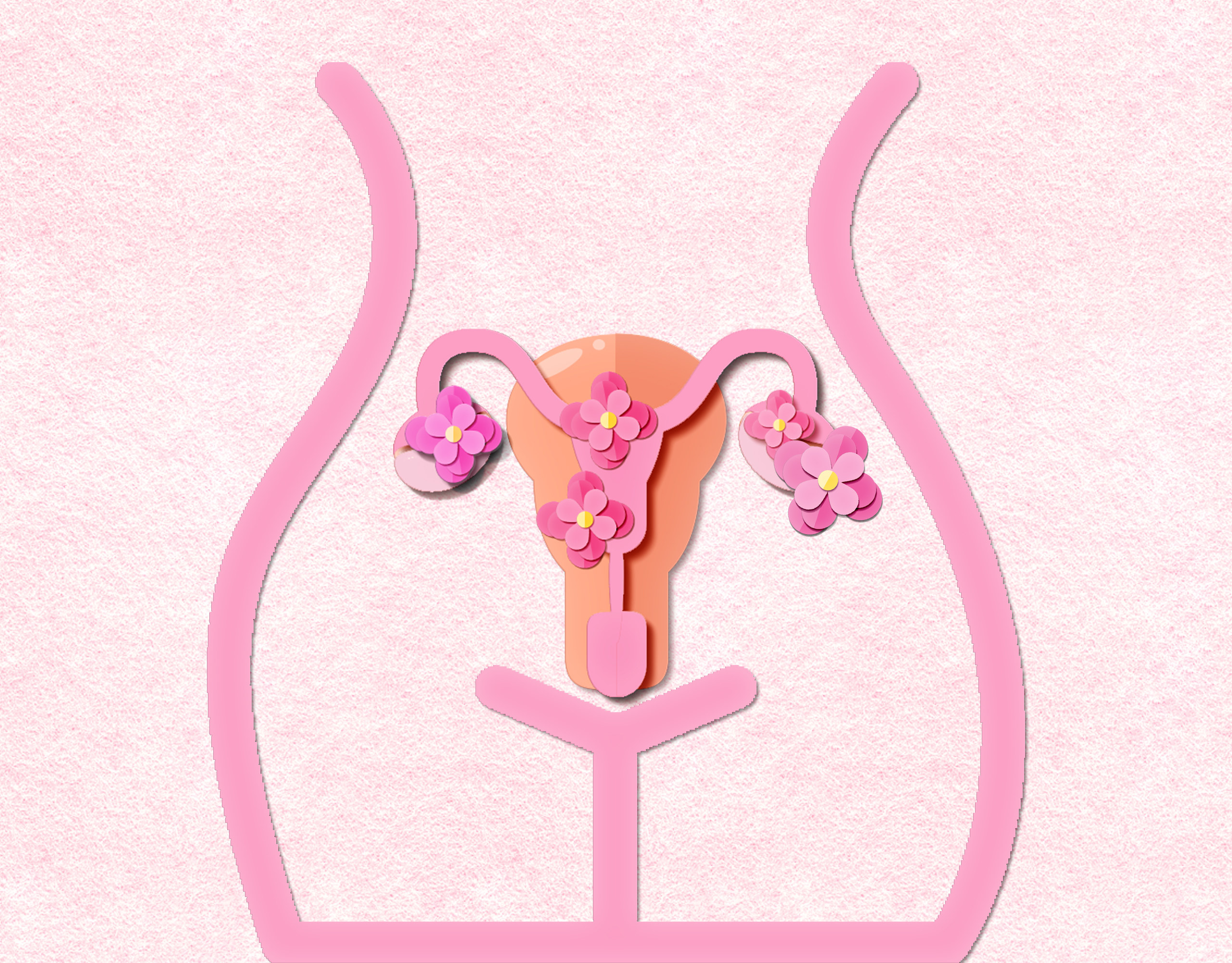 A drawn image of the uterus and ovaries