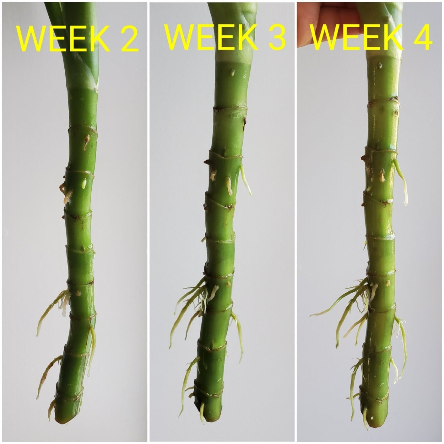 three photos of a reviewer&#x27;s plant at week two, three, and four, with new roots