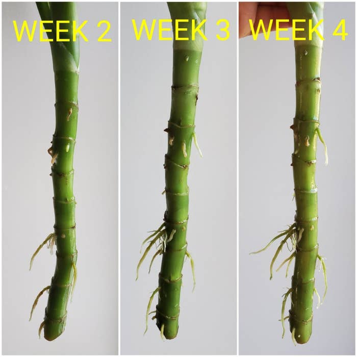three photos of a reviewer&#x27;s plant at week two, three, and four, with new roots