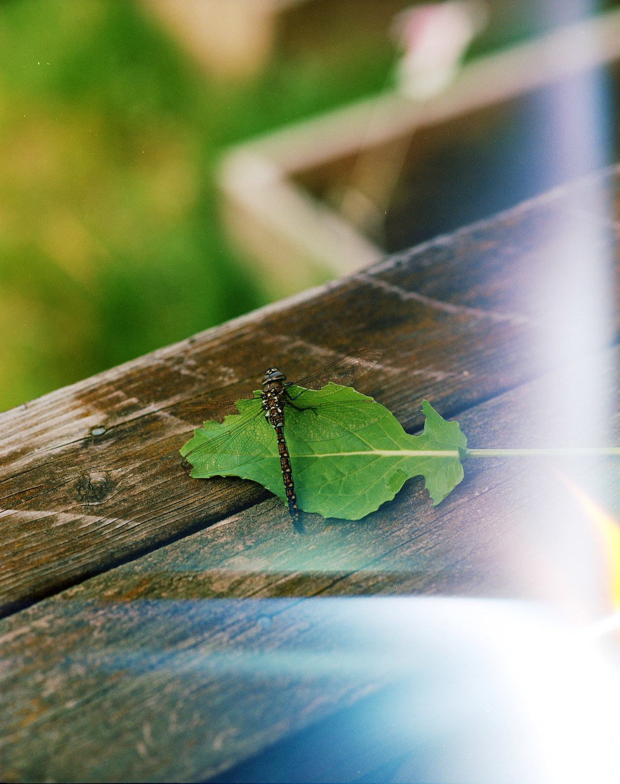 A dragonfly on a leaf on a harden bench, with a solar flare on the right 