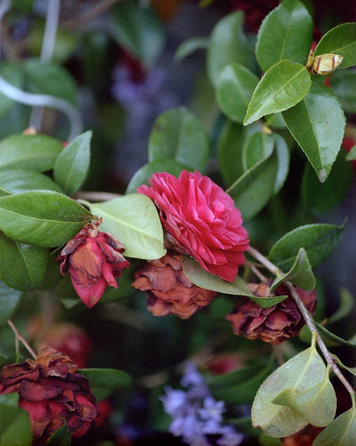 Roses in a garden