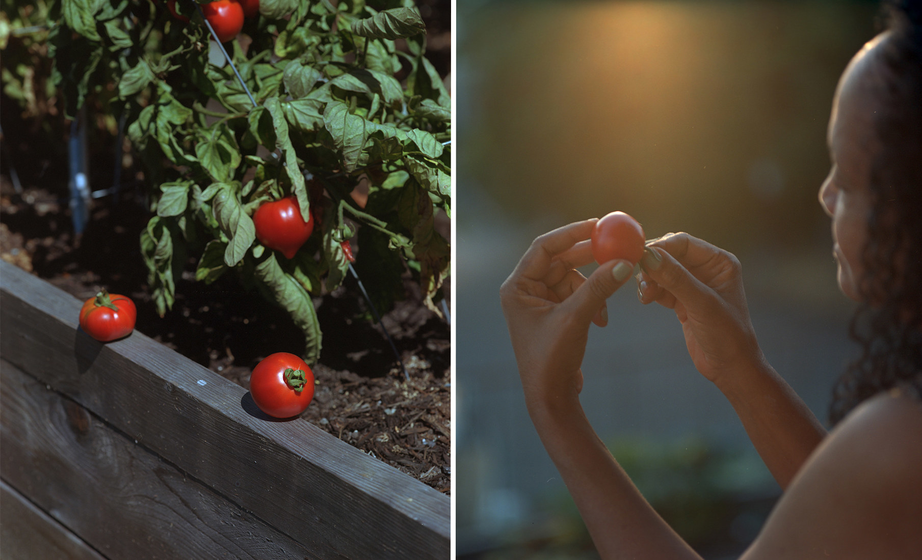 On the left, two tomatoes on a garden rail, right, the photographer&#x27;s mother holding a tomato