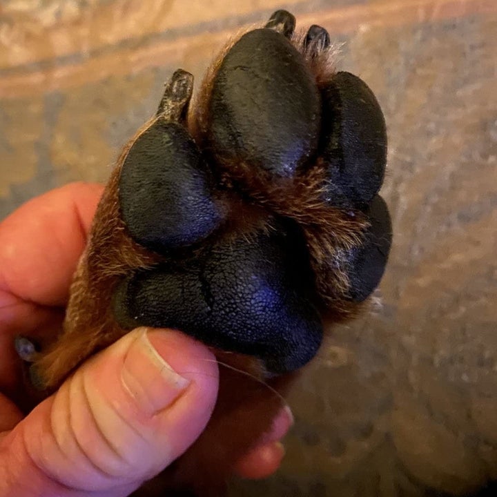 the paw smooth and shiny after the wax