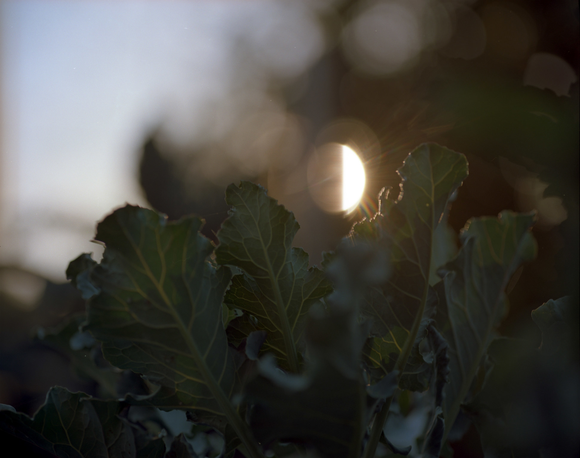 Collard greens with a sun in the background 