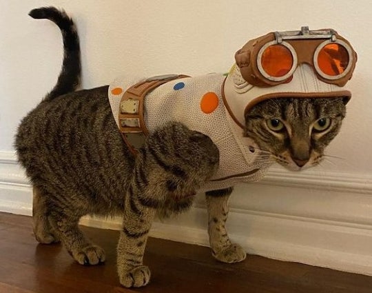 A cat wearing a costume