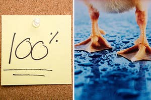 100% is written on the left with a duck in the pond on the right