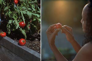 On the left, two tomatoes on a garden rail, right, the photographer's mother holding a tomato