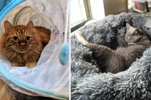 a cat in a tunnel toy; a cat in a fluffy gray bed